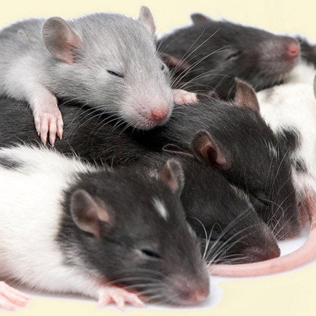 Feeder Rats